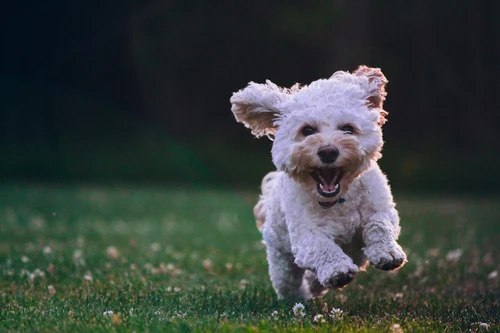 Happy dog with owner in Aurora, Colorado